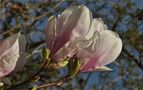 Magnolien von Dagmar Hommes