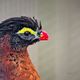 Nocturnal Curassow