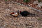 Fighting Pheasants 17 Apr. 2021 A zl von Pier Paolo Fondi