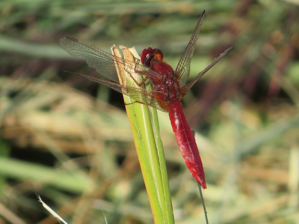 Rote Libelle von Rainer Schlatter