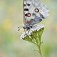 Parnassius apollo 