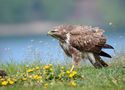 Mäusebussard von catweazle99-Tierfotografie