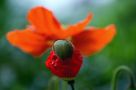 Mohn*Tage