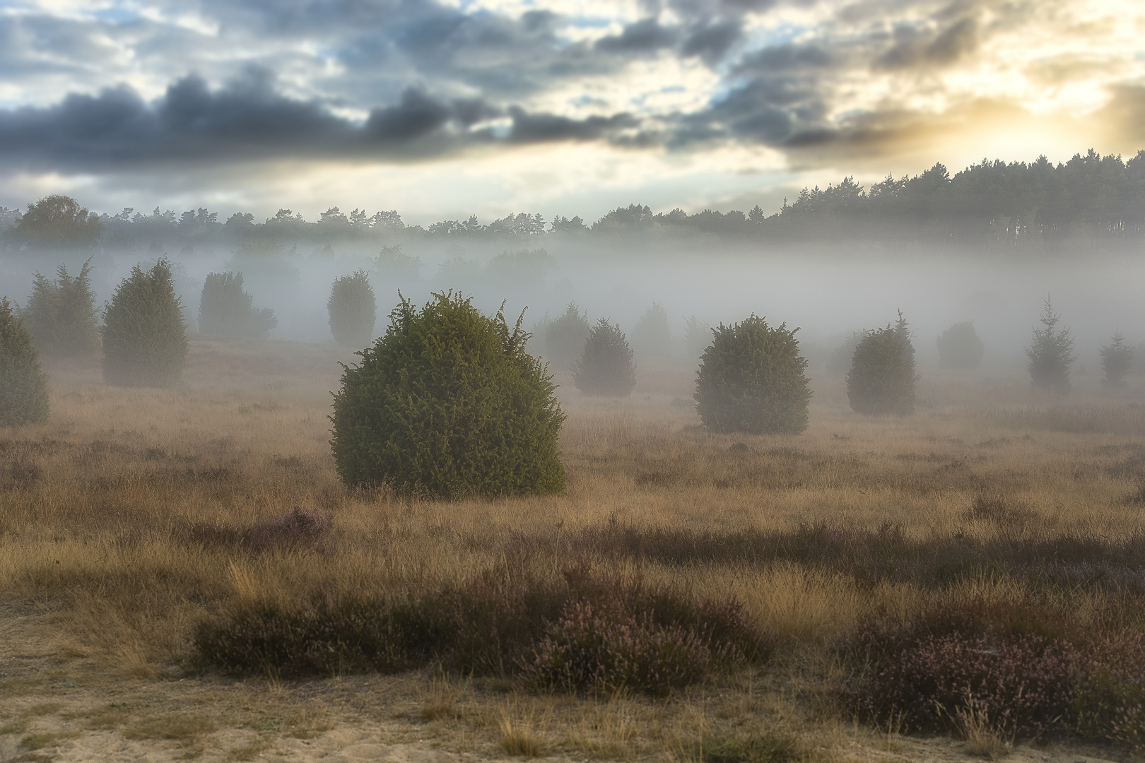 _A730050. Wacholderheide in Nebel 