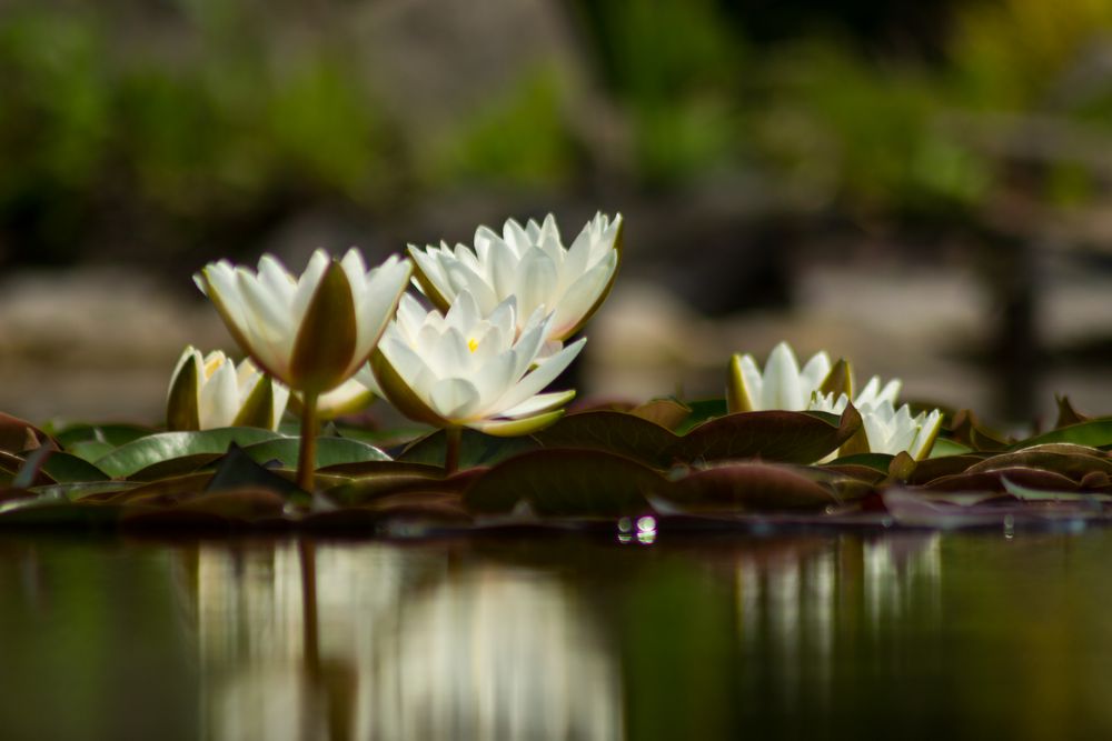 Seerose von Frank Ahlrichs