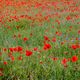 Langel       Mohn+Kornblumen