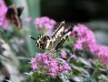 Schmetterling 2 von Mini-Butterfly