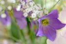 Bellflower with Haze grass by silvermist