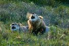 roaring lions by W. Franke