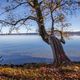 Baum am Starnberger See im Herbst