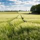 Wind im Feld