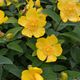 Hypericum calycinum