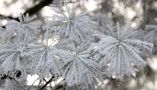 Eisblume von Karin Haacke