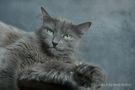 Nebelung / 6 von Heidi Bollich 