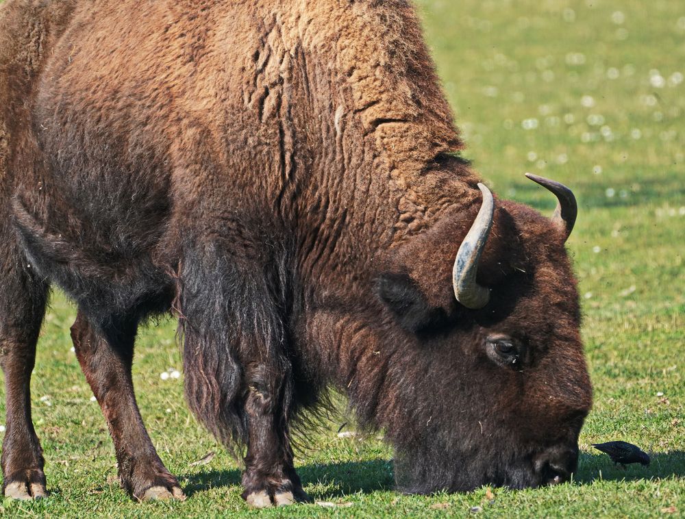 Bison mit Vogel Bild & Foto von Henri Bach aus Foto des Jahres 22