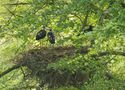 Schwarzstorchhorst - Sauerland/NRW - 14.06.19 von Christian Düppe