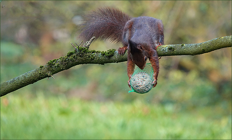 Eichhörnchen und der Meisenknödel von Peter Lauster