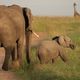 Elephanten in Kenya