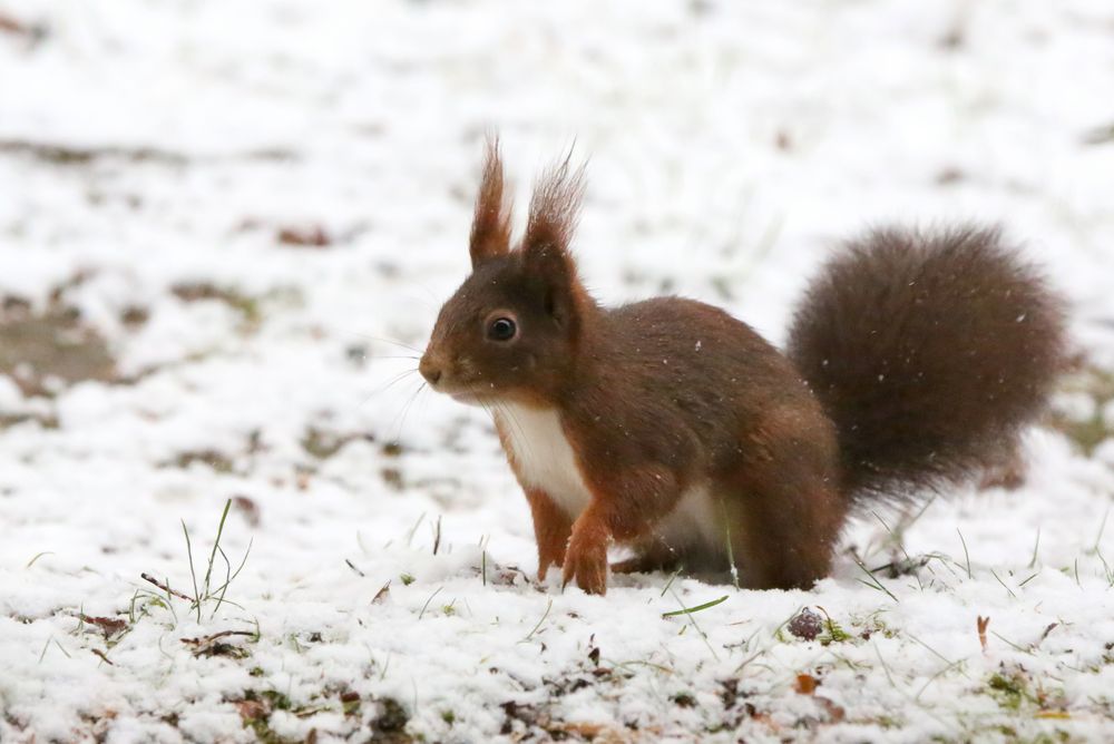 Suche im Schnee von BlannaTorres