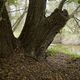 Alter Baum an der Oker