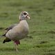 Nilgans