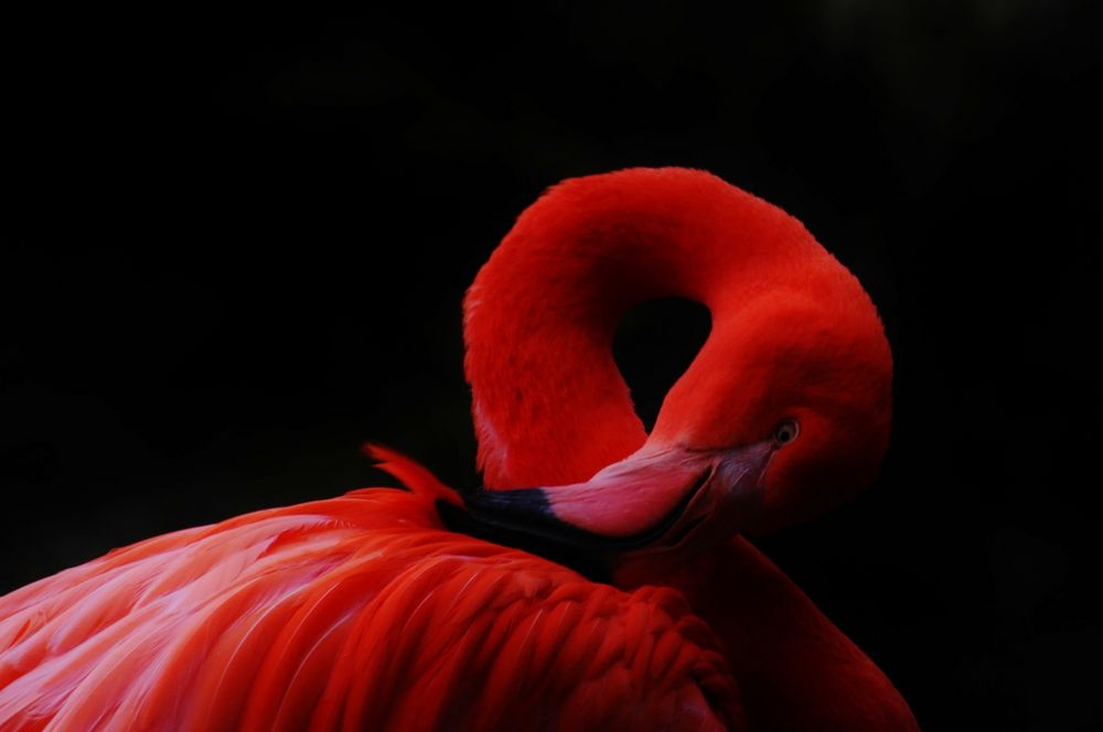 roter Vogel von Siggi65 