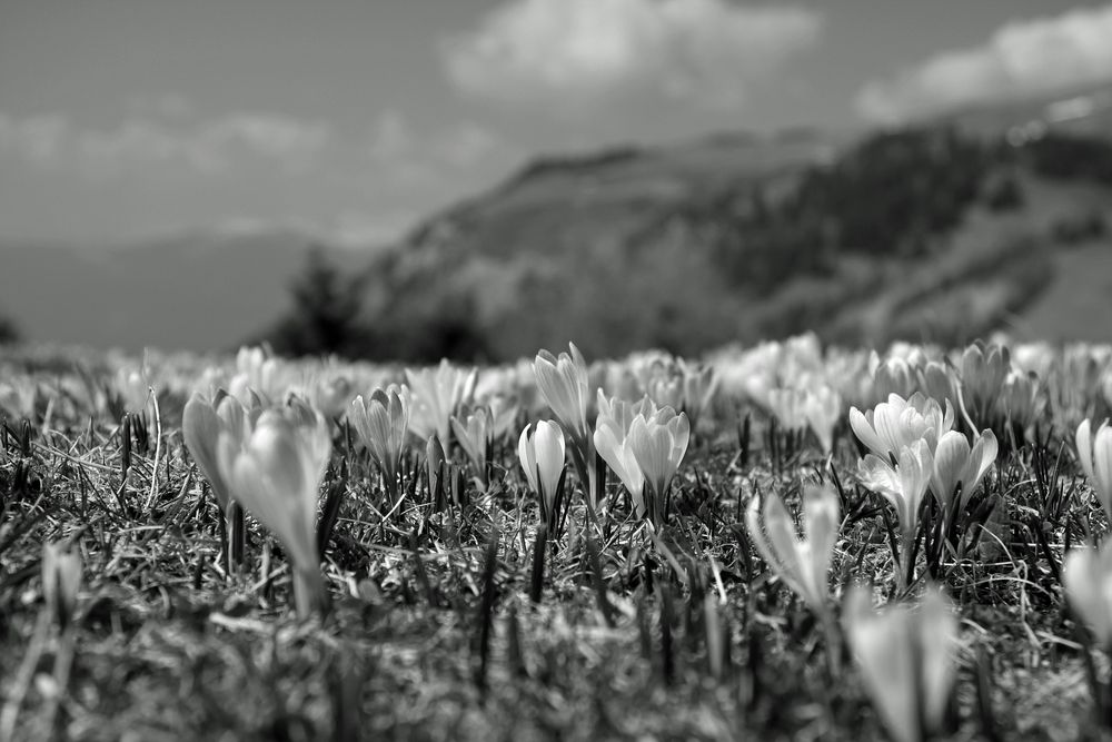 Krokusse in den tiroler Alpen von Brasilgelb 