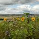 Weitblick mit Sonnenblumen ...