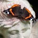 Schmetterling auf Statue in Farbe