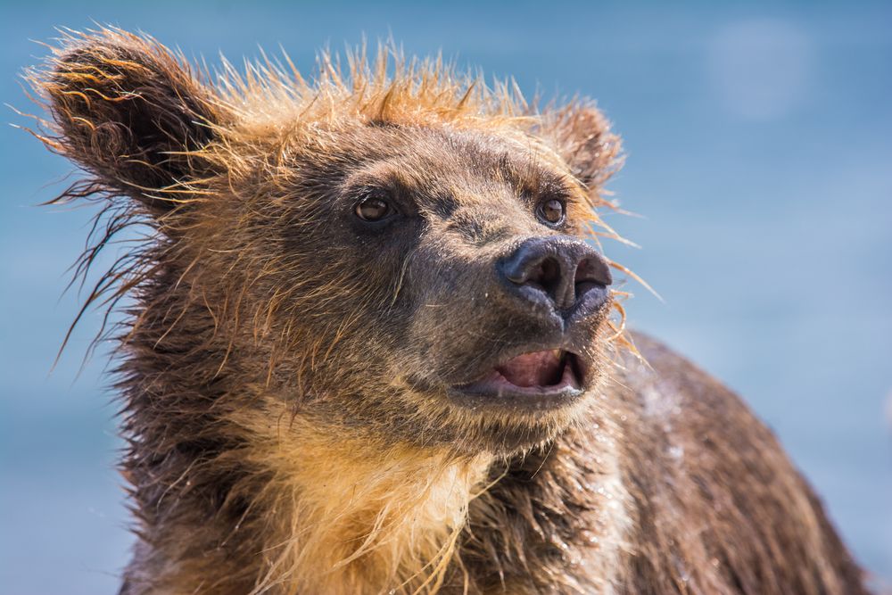 Kleiner Bär was nun? von Kristin Rinortner