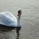 Schwan am Bodensee