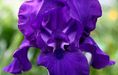 Macro Iris