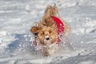 Hundegestöber von heribert fotografiert