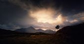 the lonely tree von Klaus Heuermann