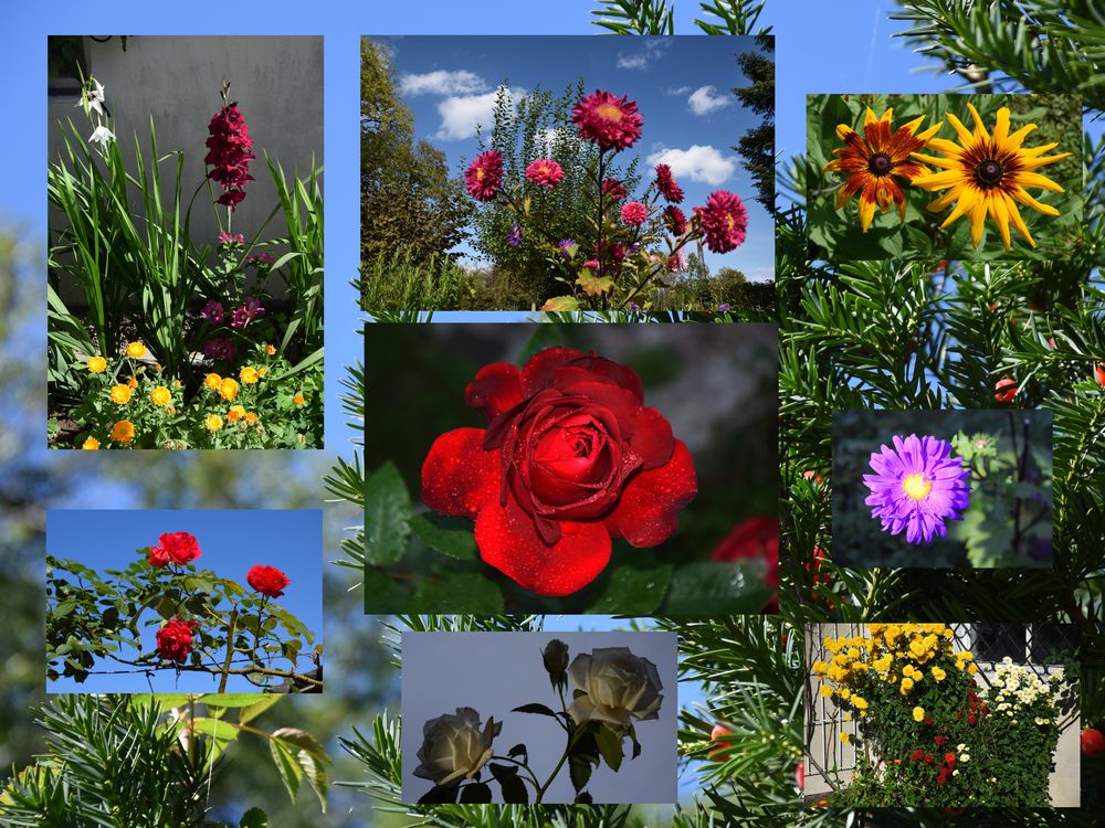 Geissler_Collage_Gartenblumen by Friedrich Geissler