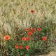 Mohn im Kornfeld