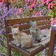 Katzen mit LavendelRosen-Hintergrund
