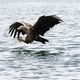 ...Seeadler...