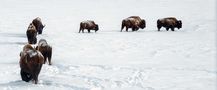 American Bison / von Hardee