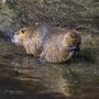 In the Zoo by Mart Houtman