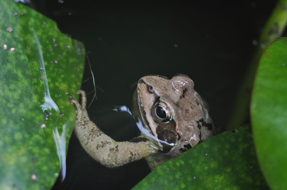 Frosch zwischen Seerosen von Franziska Nössing