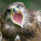 Aaaah - Adler