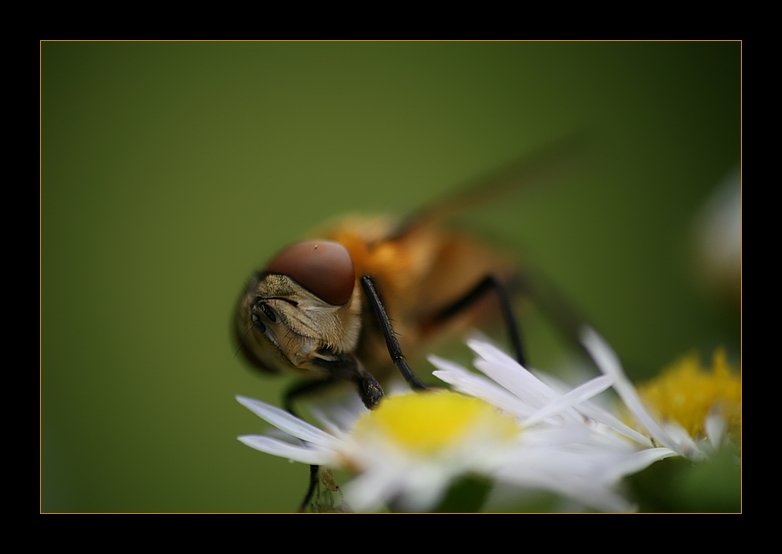 aaaah - ich hab da was im auge!