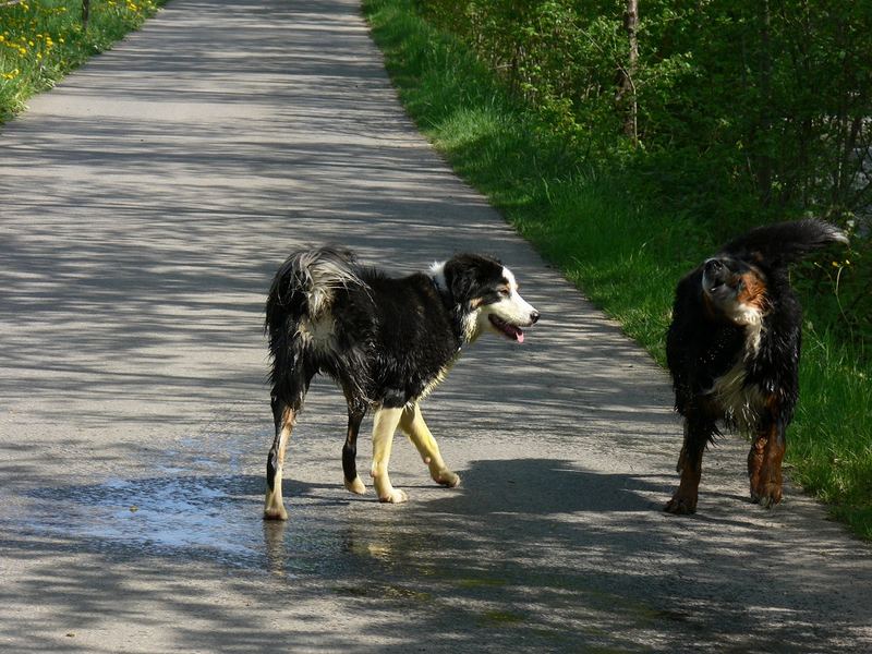 aaaah wie ein Bad im Bach doch erfrischt...