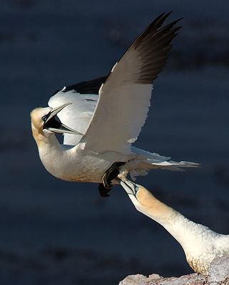 Aaaauuuuuuaaaaa !!!!