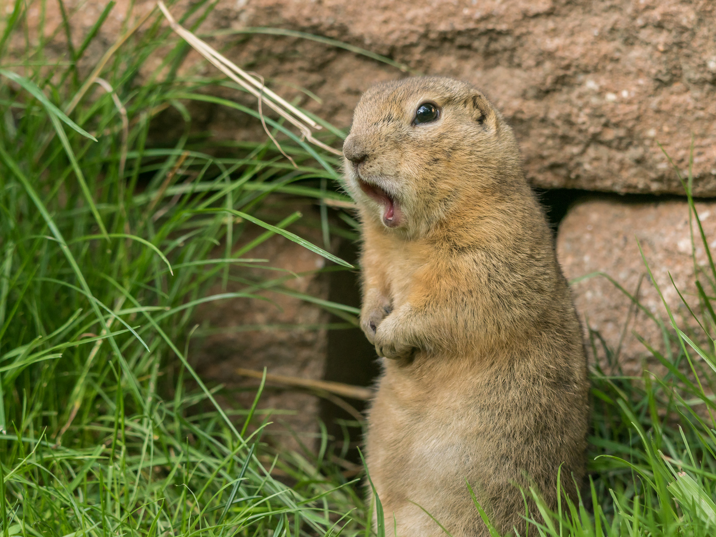 Aaachtung Paparazzi !!