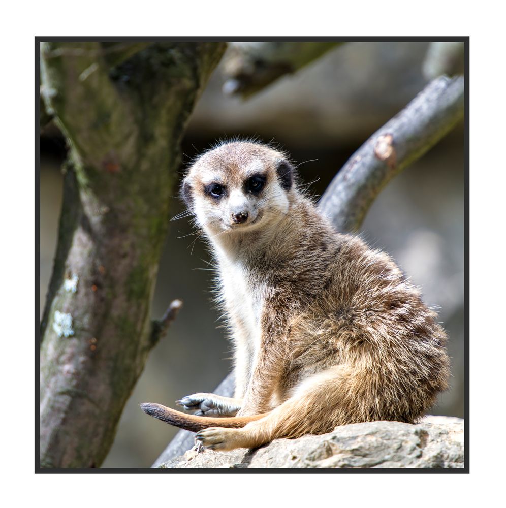 Aaah, immer diese Hämorrhoiden Foto & Bild tiere, zoo, wildpark