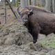 Wisente in der Wisent-Wildnis