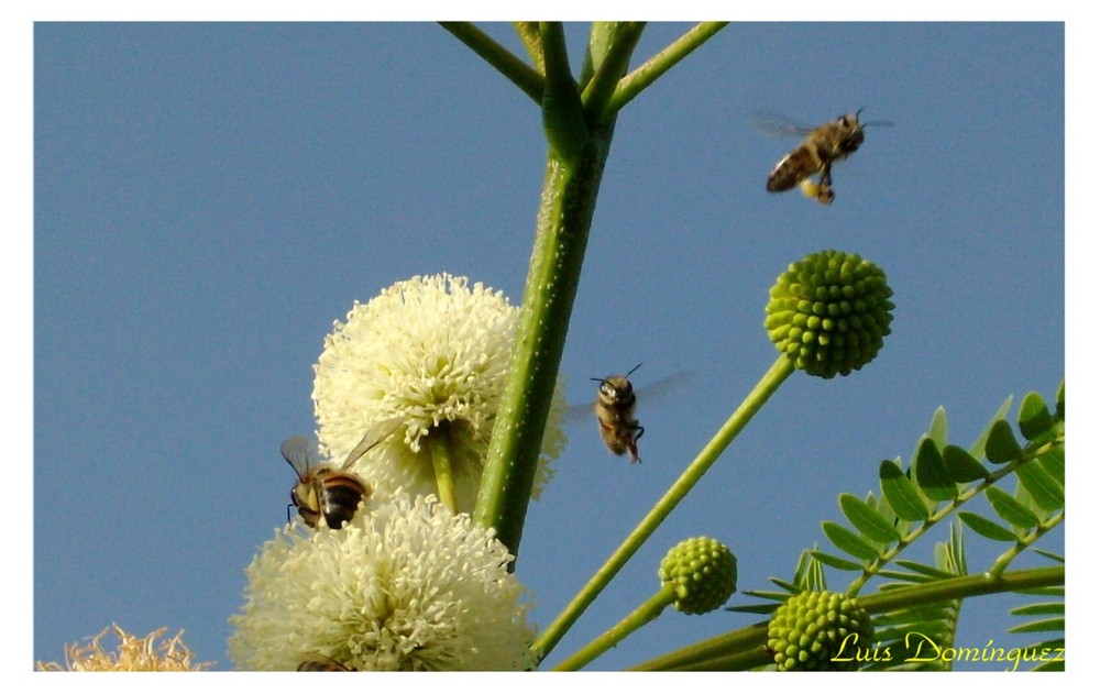 aAbejas viajando de flor en flor