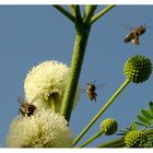 aAbejas viajando de flor en flor